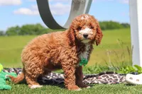 Cade, a male Goldendoodle for sale in Sugarcreek, OH – 3 of 5