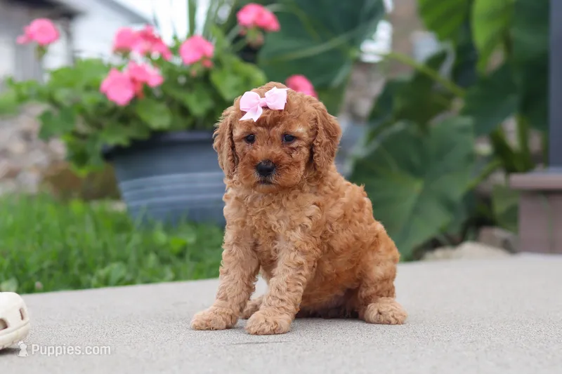 Kalea – Miniature Labradoodle puppy for sale in Sugarcreek, OH