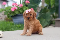 Kalea, a female Miniature Labradoodle for sale in Sugarcreek, OH – 1 of 6