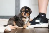 Duke, a male Miniature Bernedoodle for sale in Sugarcreek, OH – 1 of 10