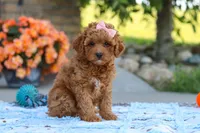 Felecia, a female Cavapoo for sale in Sugarcreek, OH – 7 of 8