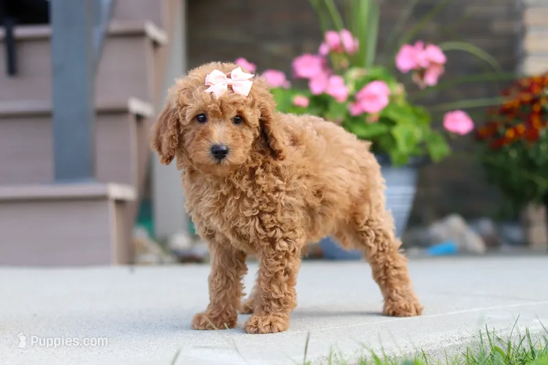 Juliet – Miniature Labradoodle puppy for sale in Sugarcreek, OH