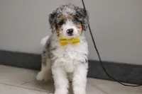 Elmo, a male Miniature Bernedoodle for sale in Sugarcreek, OH – Photo 5 of 5