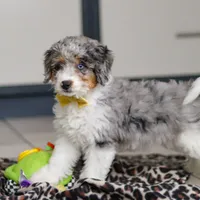 Elmo, a male Miniature Bernedoodle for sale in Sugarcreek, OH – Photo 3 of 5