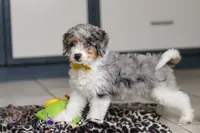 Elmo, a male Miniature Bernedoodle for sale in Sugarcreek, OH – Photo 3 of 5
