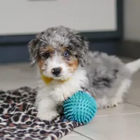 Elmo, a male Miniature Bernedoodle for sale in Sugarcreek, OH – Photo 2 of 5