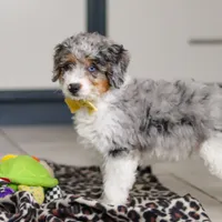 Elmo, a male Miniature Bernedoodle for sale in Sugarcreek, OH – Photo 4 of 5