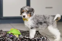 Elmo, a male Miniature Bernedoodle for sale in Sugarcreek, OH – Photo 4 of 5