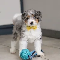 Elmo, a male Miniature Bernedoodle for sale in Sugarcreek, OH – Photo 1 of 5