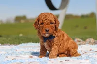 Carter, a male Goldendoodle for sale in Sugarcreek, OH – 5 of 6
