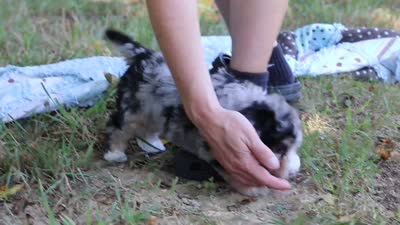 Isabella, a female Miniature Bernedoodle for sale in Sugarcreek, OH – 7 of 7