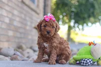 Eve, a female Miniature Goldendoodle for sale in Sugarcreek, OH – 4 of 6