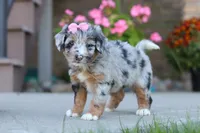 Miley, a female Miniature Bernedoodle for sale in Sugarcreek, OH – 3 of 5