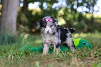 Isabella, a female Miniature Bernedoodle for sale in Sugarcreek, OH – 5 of 7