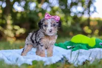 Ivy, a female Miniature Bernedoodle for sale in Sugarcreek, OH – 3 of 7