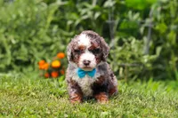 Gunner, a male Miniature Bernedoodle for sale in Sugarcreek, OH – 2 of 5