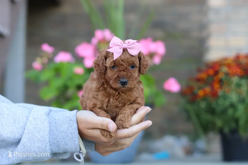 Nala – Poodle - Miniature  puppy for sale in Sugarcreek, OH