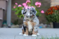 Miley, a female Miniature Bernedoodle for sale in Sugarcreek, OH – 2 of 5