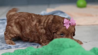 Lexi, a female Cavapoo for sale in Sugarcreek, OH – 7 of 7