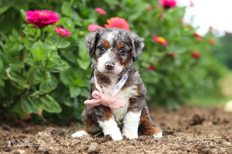 Honey – Miniature Bernedoodle puppy for sale in Sugarcreek, OH