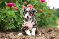 Honey, a female Miniature Bernedoodle for sale in Sugarcreek, OH – 1 of 7