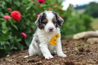 Herbie, a male Miniature Bernedoodle for sale in Sugarcreek, OH – 2 of 7