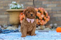 Fletcher, a male Cavapoo for sale in Sugarcreek, OH – 3 of 6