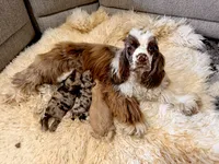 Cocker Pups, a male Cocker Spaniel for sale in New Berlin, TX – Photo 1 of 10