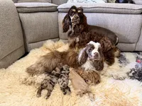 Cocker Pups, a male Cocker Spaniel for sale in New Berlin, TX – Photo 3 of 10