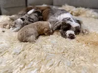 Cocker Pups, a male Cocker Spaniel for sale in New Berlin, TX – Photo 5 of 10