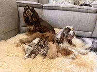 Cocker Pups, a male Cocker Spaniel for sale in New Berlin, TX – Photo 4 of 10