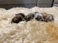 Cocker Pups, a male Cocker Spaniel for sale in New Berlin, TX – Photo 8 of 10