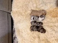 Cocker Pups, a male Cocker Spaniel for sale in New Berlin, TX – Photo 10 of 10