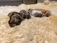 Cocker Pups, a male Cocker Spaniel for sale in New Berlin, TX – Photo 6 of 10