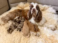Cocker Pups, a male Cocker Spaniel for sale in New Berlin, TX – Photo 2 of 10