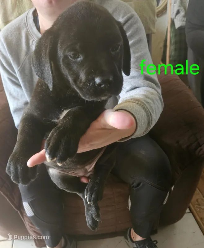Cox Farms Cane Corsos  – Cane Corso puppy for sale in Black Rock, AR