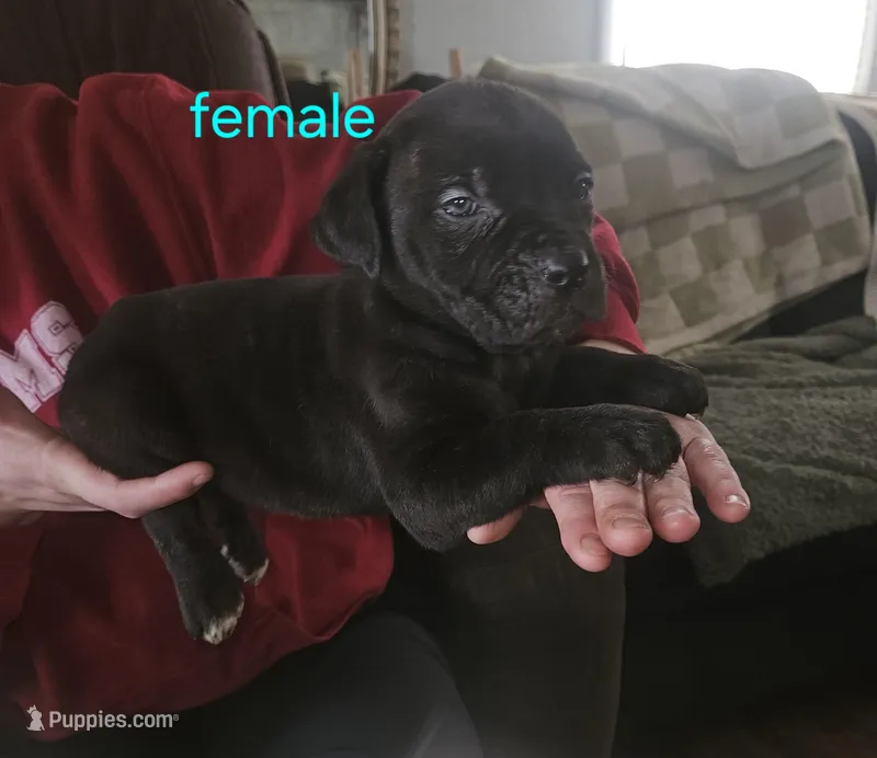 Cox Farms Cane Corsos 