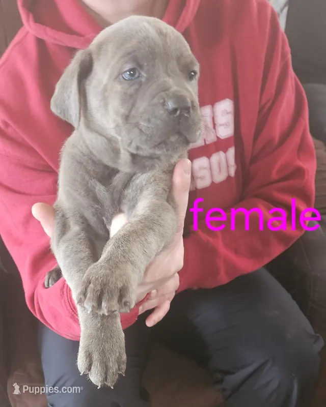 Cox Farms Cane Corsos 