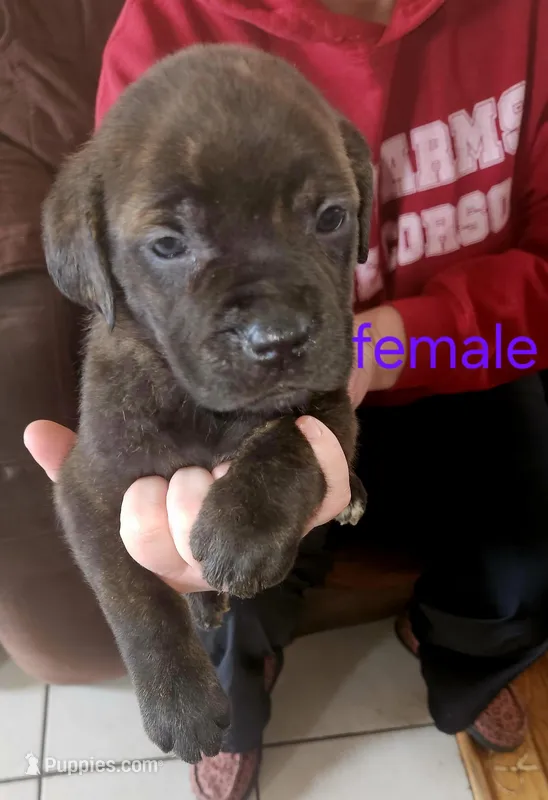 Cox Farms Cane Corsos 