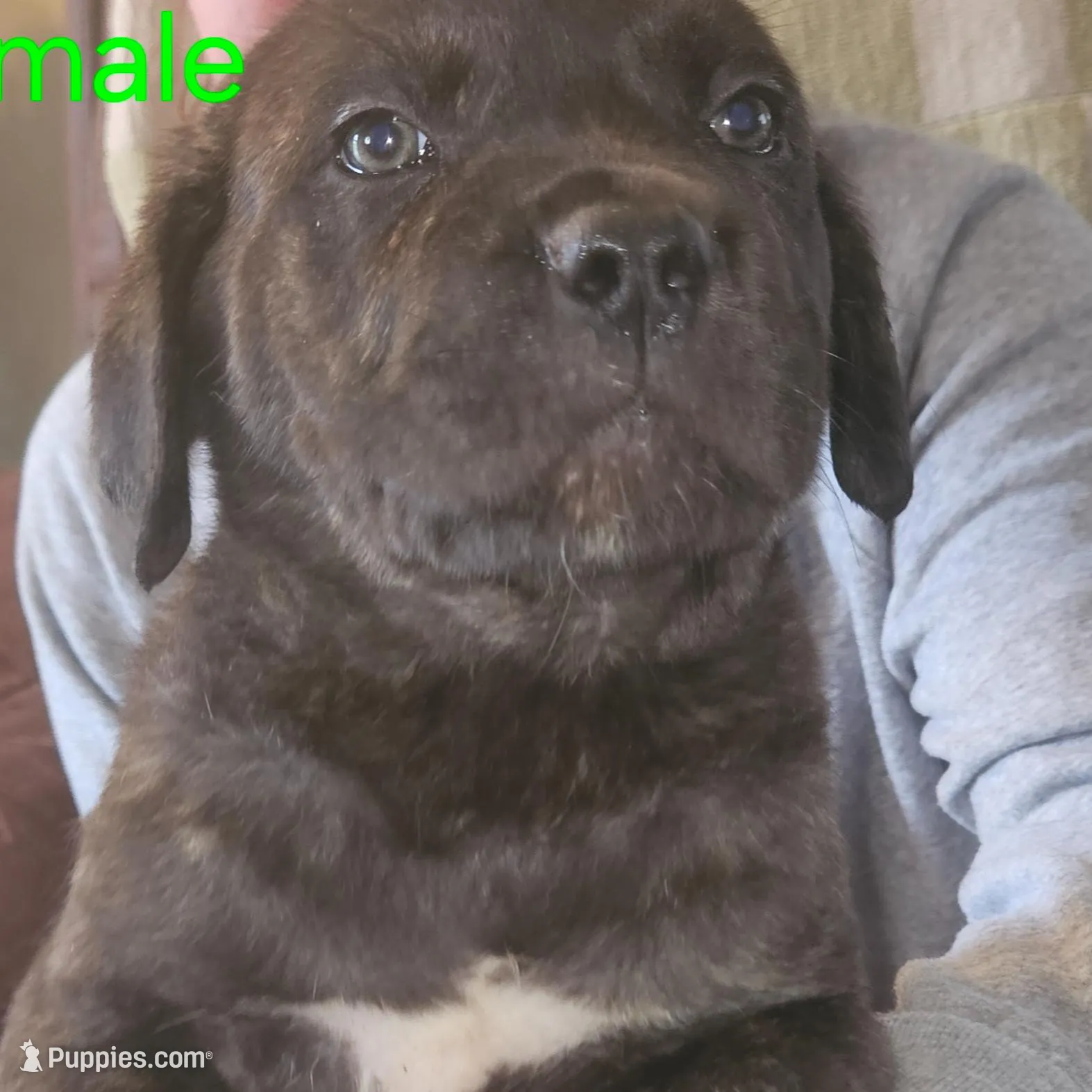 Cox Farms Cane Corsos , a male Cane Corso for sale in Black Rock, AR – Photo 4 of 5