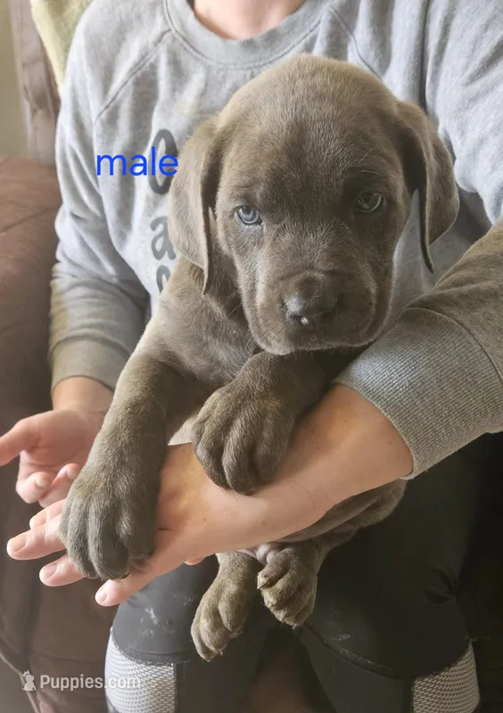 Cox Farms Cane Corsos 