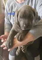 Cox Farms Cane Corsos , a male Cane Corso for sale in Black Rock, AR – Photo 1 of 5