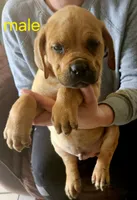 Cox Farms Cane Corsos , a male Cane Corso for sale in Black Rock, AR – Photo 3 of 5
