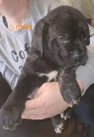 Cox Farms Cane Corsos , a male Cane Corso for sale in Black Rock, AR – Photo 5 of 5