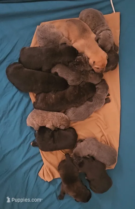 14 puppies
