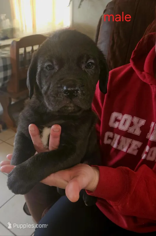 Cox Farms Cane Corsos , a male Cane Corso for sale in Black Rock, AR – Photo 1 of 1