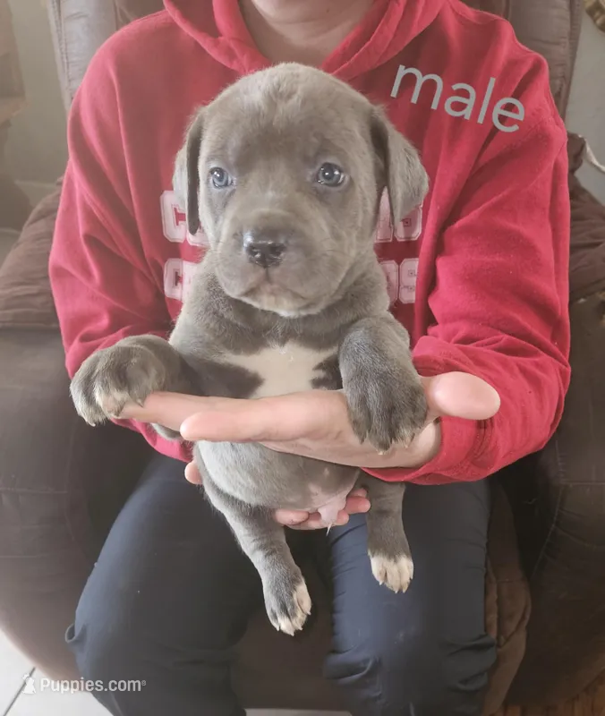 Cox Farms Cane Corsos 