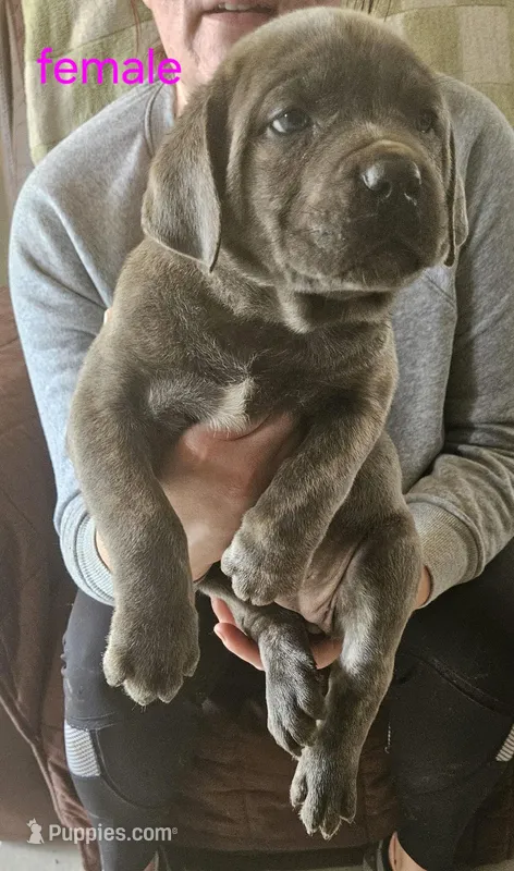 Cox Farms Cane Corsos 