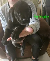Cox Farms Cane Corsos , a female Cane Corso for sale in Black Rock, AR – Photo 3 of 5