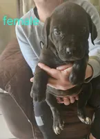 Cox Farms Cane Corsos , a female Cane Corso for sale in Black Rock, AR – Photo 5 of 5